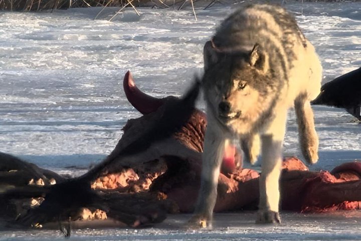 Safari privado de lobo y vida silvestre Yellowstone desde Bozeman