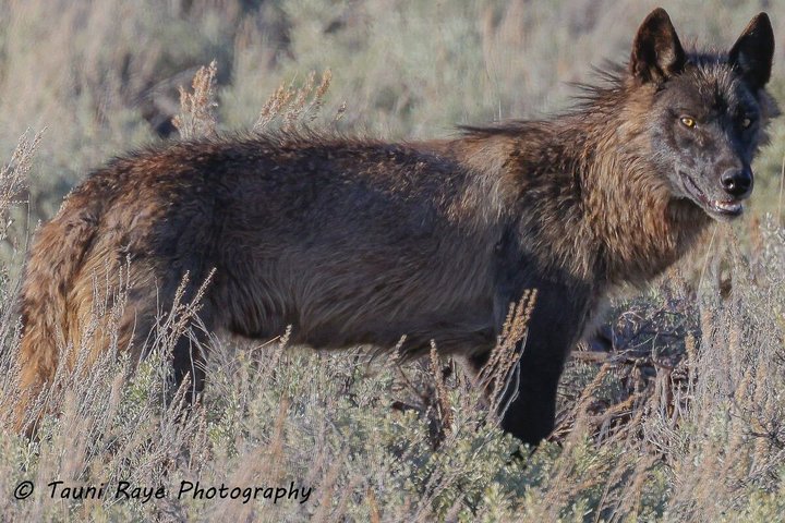 Safari privado de lobo y vida silvestre Yellowstone desde Bozeman