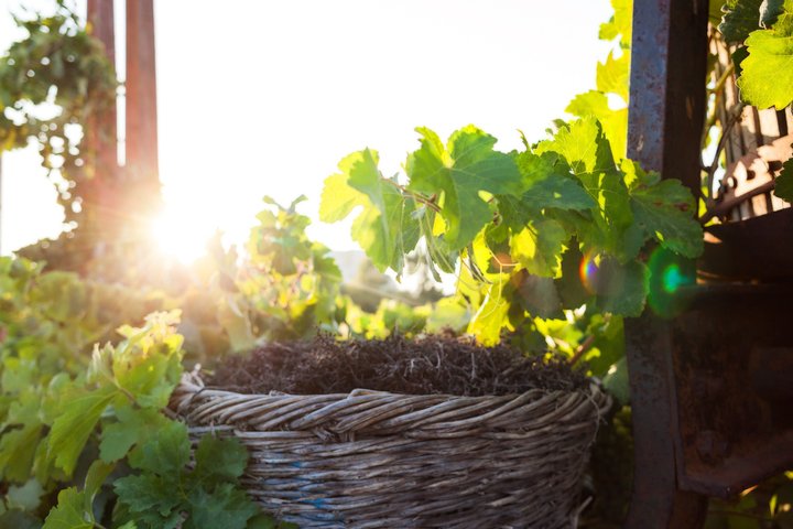Tour enológico Santorini : Visita 3 Bodegas Locales con Catas