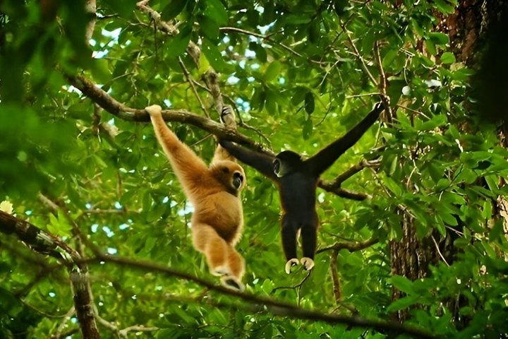 Monkey Business 3 dagen - 2 nachten Jungle trekking (inclusief raften)