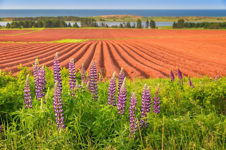 Visite en autobus d'Anne of Green Gables et de la Côte-Nord de l'Î.-P.-É.