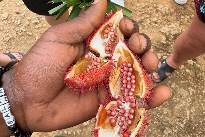 Zanzibar Jozani skog og krydder gård tur med Swahili lunsj