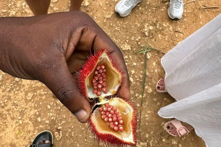 Zanzibar Jozani skog og krydder gård tur med Swahili lunsj