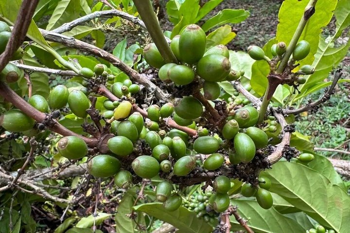 Zanzibar Jozani skog og krydder gård tur med Swahili lunsj