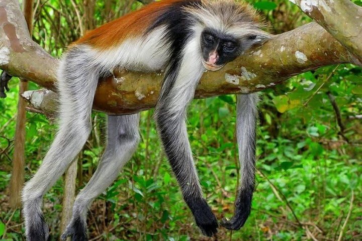 Zanzibar Jozani skog og krydder gård tur med Swahili lunsj