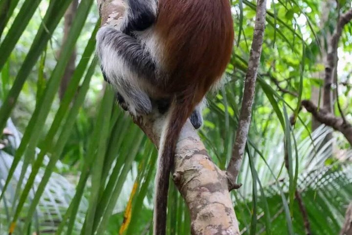 Zanzibar Jozani skog og krydder gård tur med Swahili lunsj