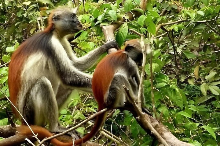 Zanzibar Jozani skog og krydder gård tur med Swahili lunsj