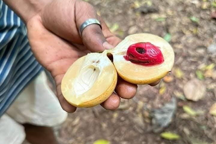 Zanzibar Jozani skog og krydder gård tur med Swahili lunsj