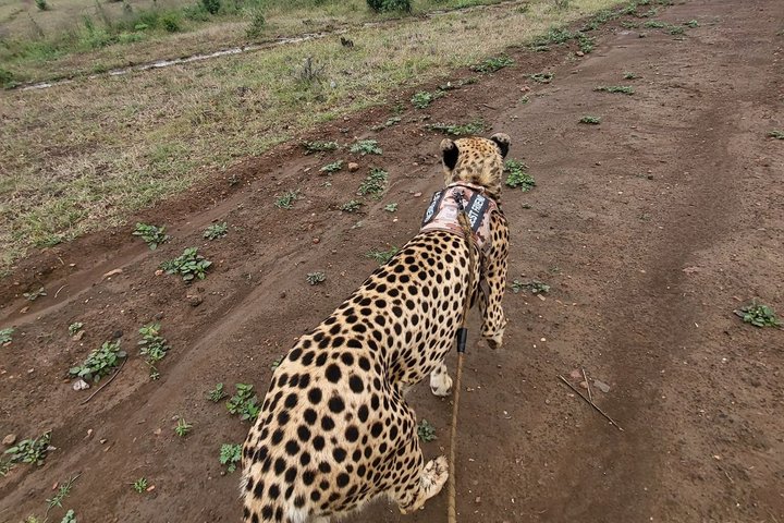 Cheetah Experience
