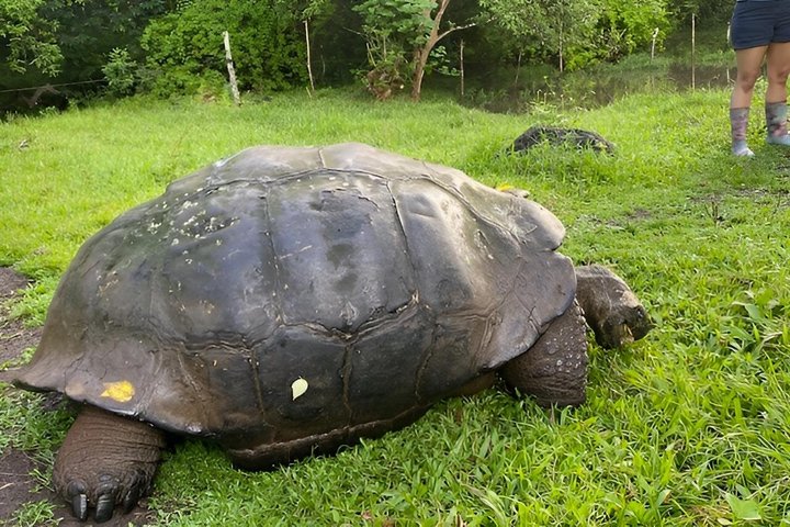 Visite des hauts plateaux de Santa Cruz avec des tunnels de tortue et de lave