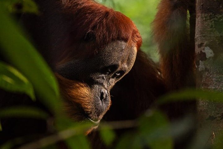 Bukit Lawang 3D2N Deep Orangutan Trek All Inclusive från Medan