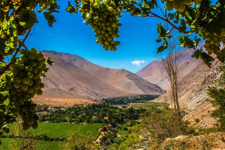 Tour al Valle del Elqui con degustación y almuerzo de pisco