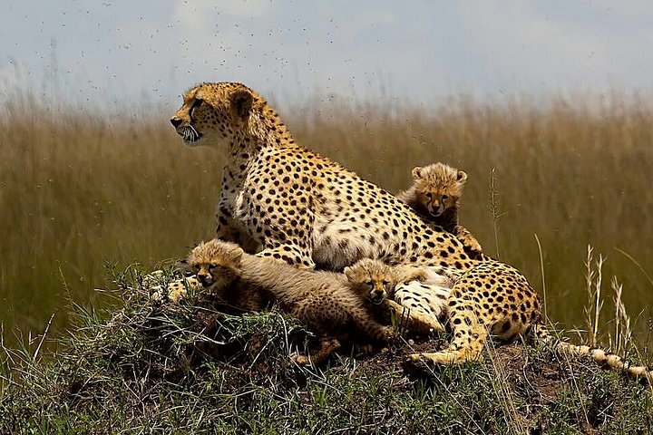 3 dagars äventyr till Masai Mara National Reserve på en 4X4 fordon