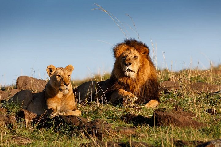 3 dagars äventyr till Masai Mara National Reserve på en 4X4 fordon