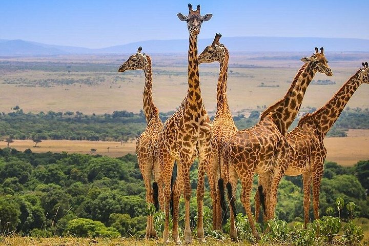3 dagars äventyr till Masai Mara National Reserve på en 4X4 fordon