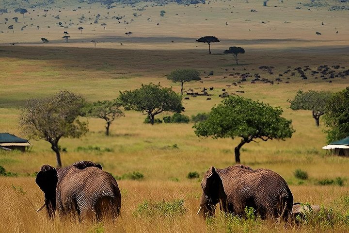 3 dagars äventyr till Masai Mara National Reserve på en 4X4 fordon