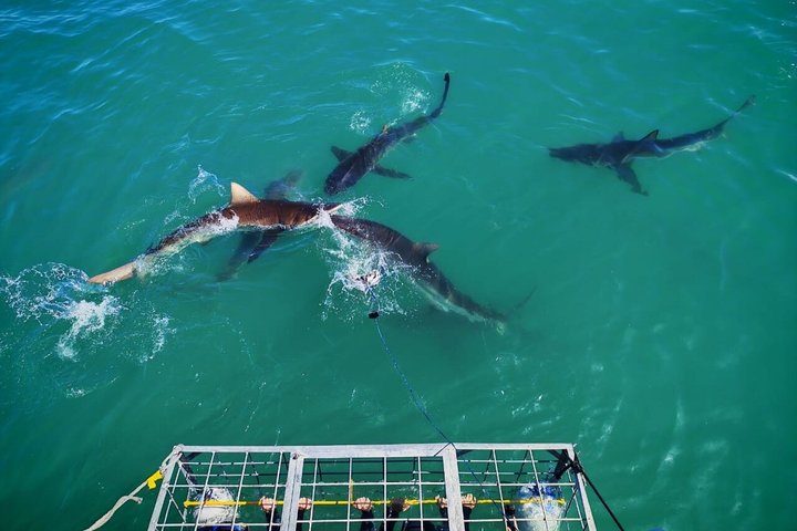 Haaienkooi Duiken met gratis lucht in kooi vanuit Gansbaai