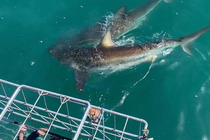 Haaienkooi Duiken met gratis lucht in kooi vanuit Gansbaai