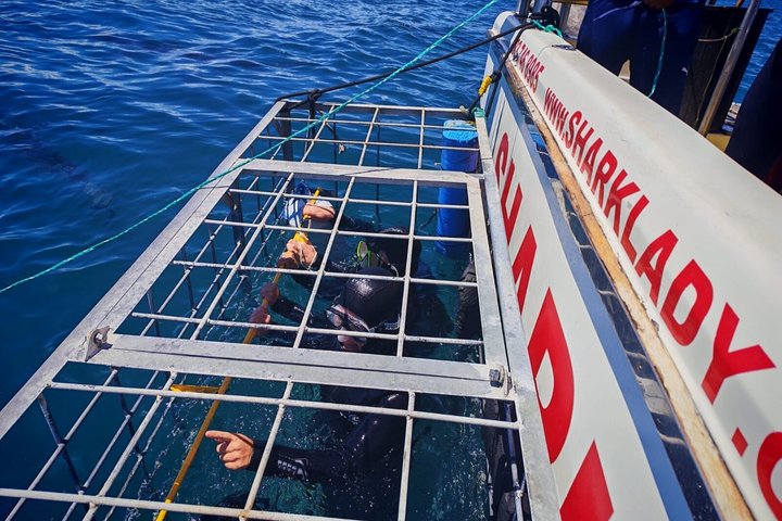 Haaienkooi Duiken met gratis lucht in kooi vanuit Gansbaai