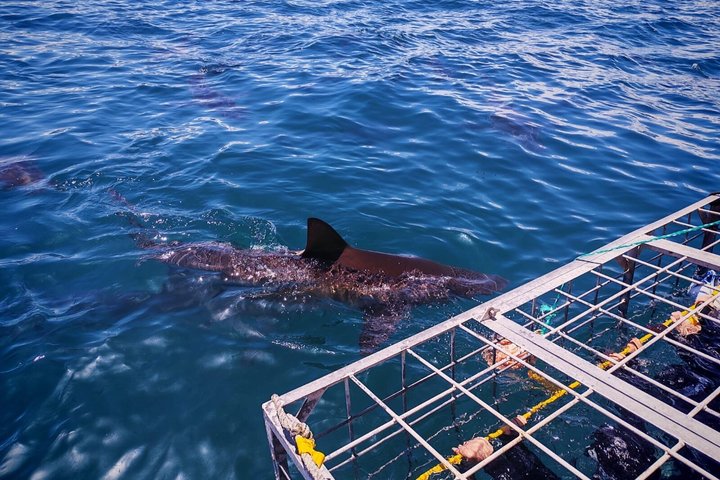 Haaienkooi Duiken met gratis lucht in kooi vanuit Gansbaai