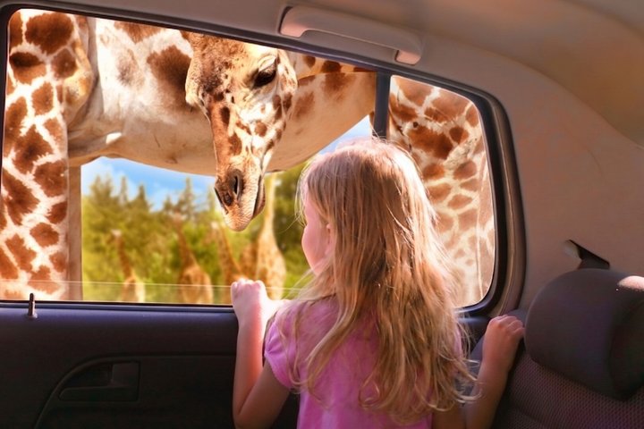 Fra puebla: Privat tur i Africam Safari all-inclusive