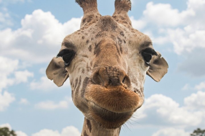 Fra puebla: Privat tur i Africam Safari all-inclusive