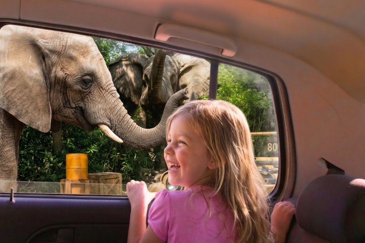 Fra puebla: Privat tur i Africam Safari all-inclusive