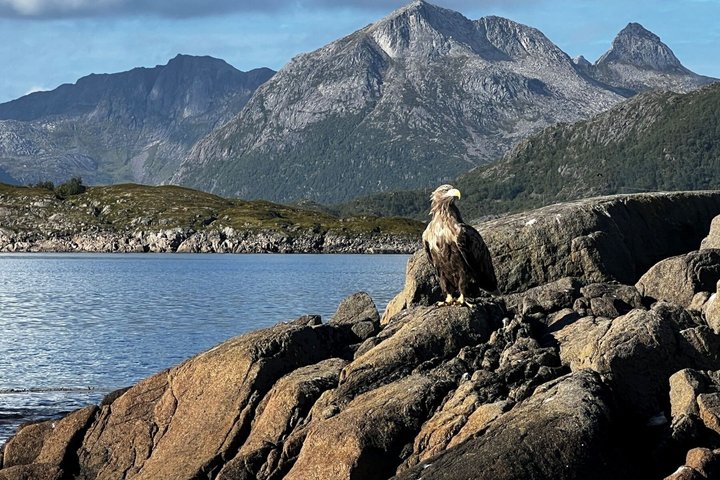 Lofoten Shore Excursie vanuit Leknes : Reine, Hamnøy & Å