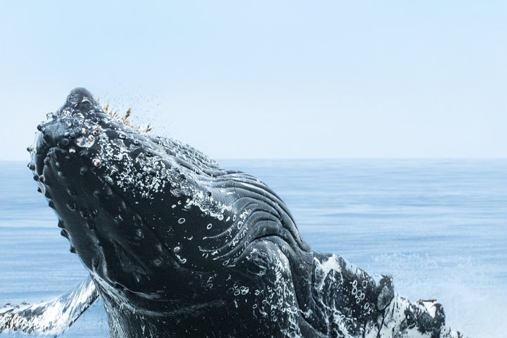 Ocean Safaris Walbeobachtung halbprivat begrenzt auf 6 Personen max.
