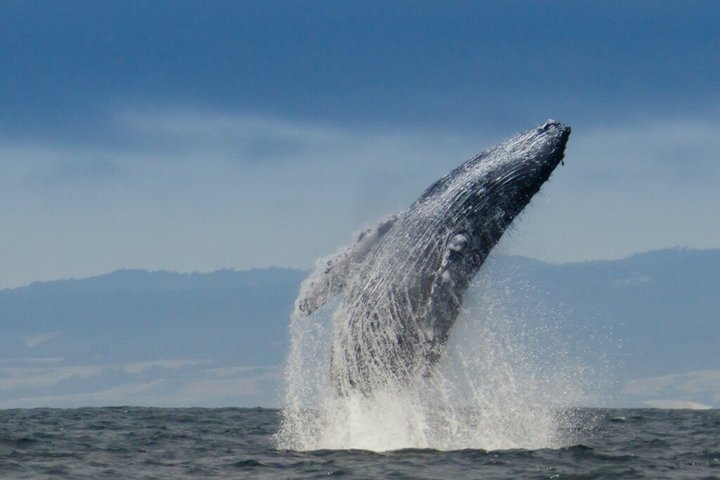 Ocean Safaris Walbeobachtung halbprivat begrenzt auf 6 Personen max.