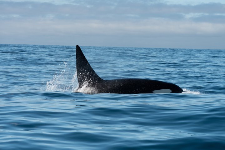 Ocean Safaris Walbeobachtung halbprivat begrenzt auf 6 Personen max.