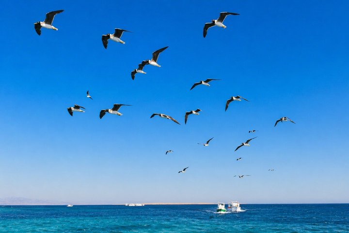 Hurghada: VIP Seafood Yacht till 3 öar, delfiner och snorkling