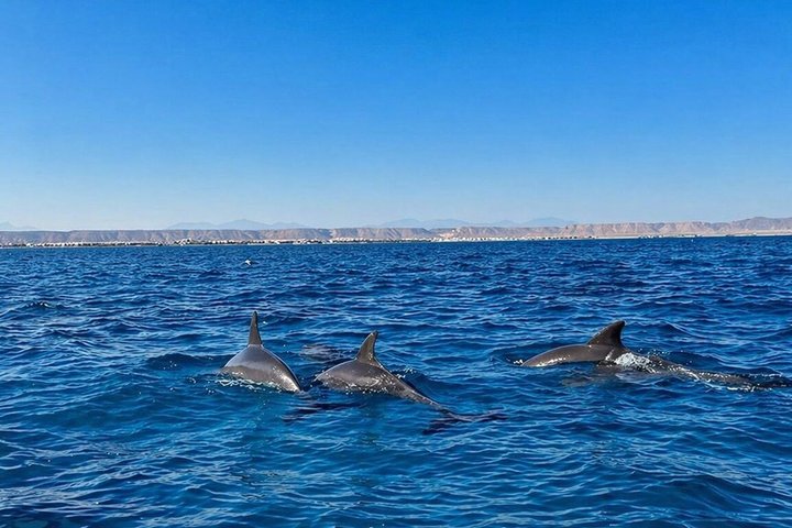 Hurghada: VIP Seafood Yacht till 3 öar, delfiner och snorkling