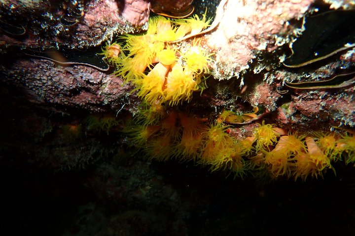 Ishigaki Island, Okinawa: Let's Go See Noctiluca!Night Snorkeling Tour