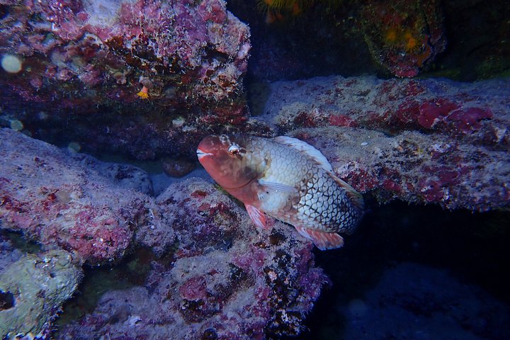 Ishigaki Island, Okinawa: Let's Go See Noctiluca!Night Snorkeling Tour