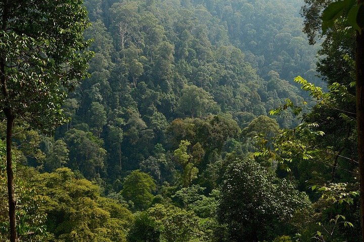 Bukit Lawang 3D2N Deep Orangutan Trek All Inclusive från Medan