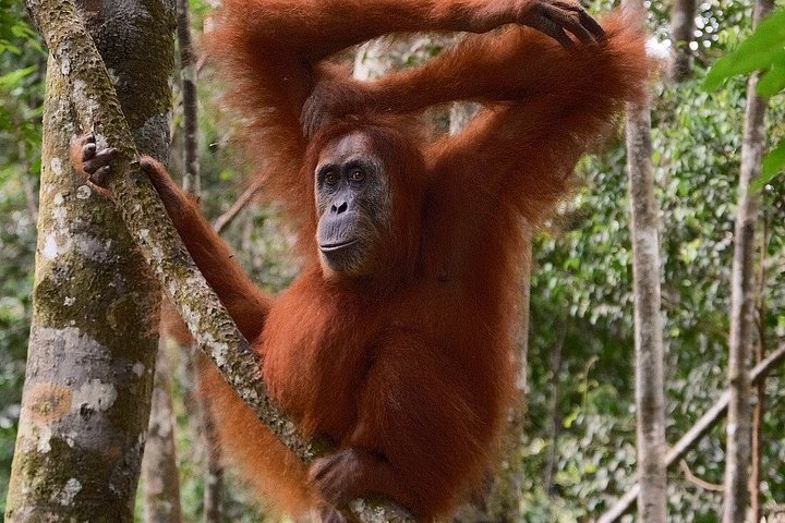 Bukit Lawang 3D2N Deep Orangutan Trek All Inclusive från Medan