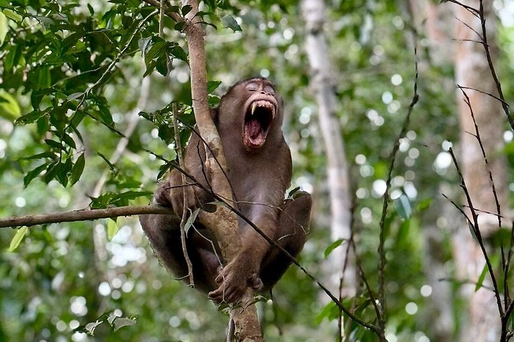 Bukit Lawang 3D2N Deep Orangutan Trek All Inclusive från Medan