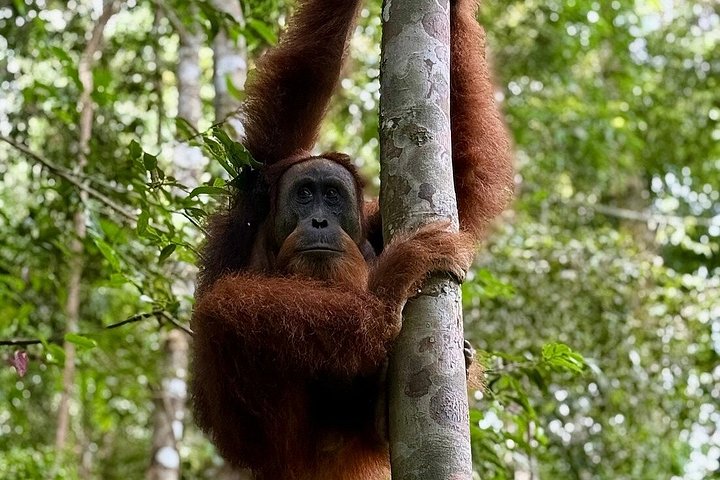 Bukit Lawang 3D2N Deep Orangutan Trek All Inclusive från Medan