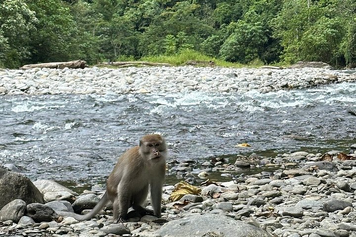 Bukit Lawang 3D2N Deep Orangutan Trek All Inclusive från Medan