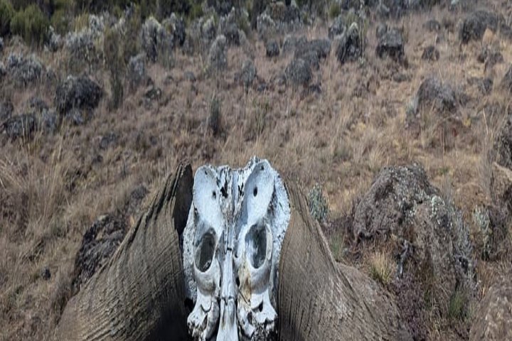 Miglior tour di un giorno escursionistico del Kilimangiaro Da Arusha / Moshi