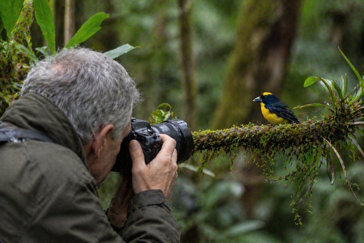 Mindo Regenwoud Vogelspotten & Fotografie I Privé Dagtocht