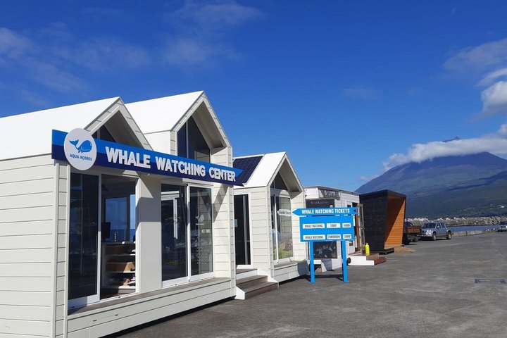 Avistamiento de ballenas y delfines en la isla de Pico - Medio día
