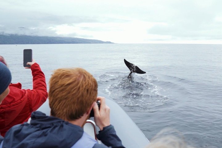 Avistamiento de ballenas y delfines en la isla de Pico - Medio día