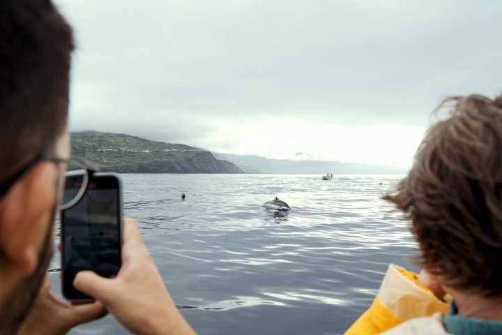 Avistamiento de ballenas y delfines en la isla de Pico - Medio día