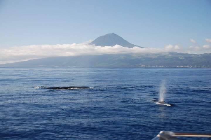 Avistamiento de ballenas y delfines en la isla de Pico - Medio día