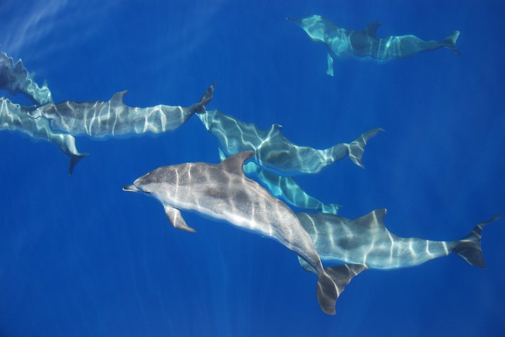 Avistamiento de ballenas y delfines en la isla de Pico - Medio día