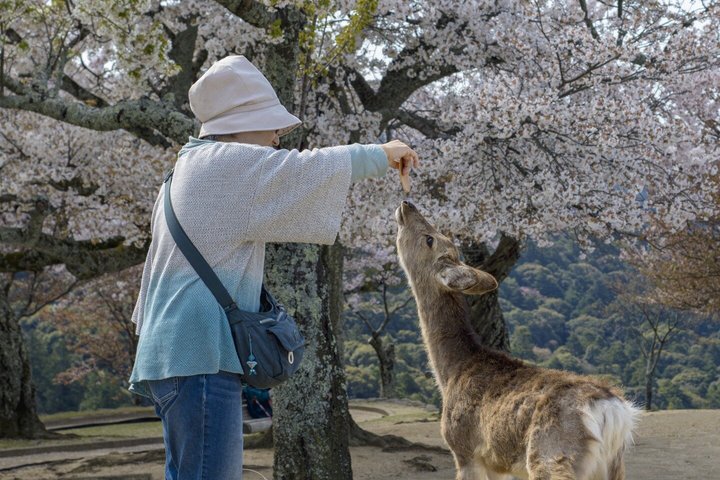 Nara (in het Spaans): privétour met ophaalservice in Osaka of Kyoto.