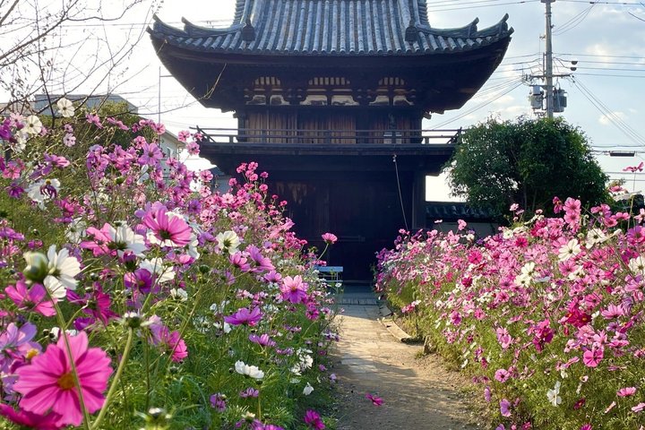 Nara (in het Spaans): privétour met ophaalservice in Osaka of Kyoto.