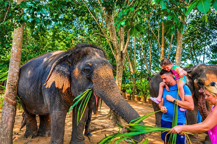 Koh Samui : Elephant Nature Care, il più grande santuario degli elefanti